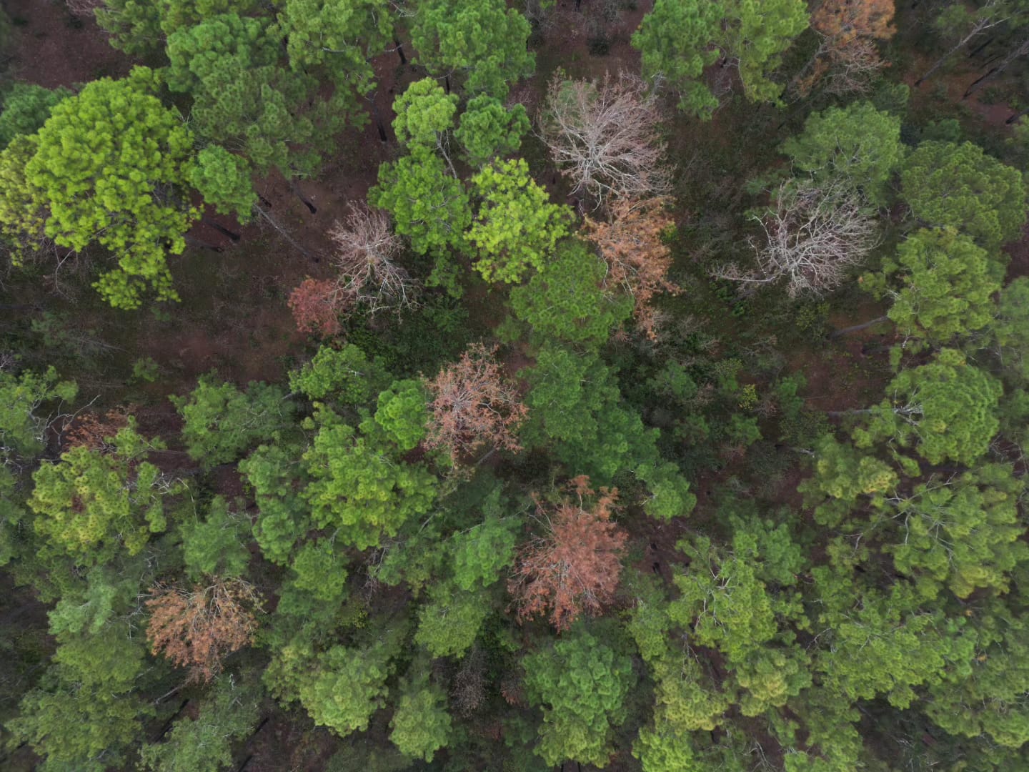 ICF registra reducción del 40% en afectación del bosque por insectos descortezadores del pino